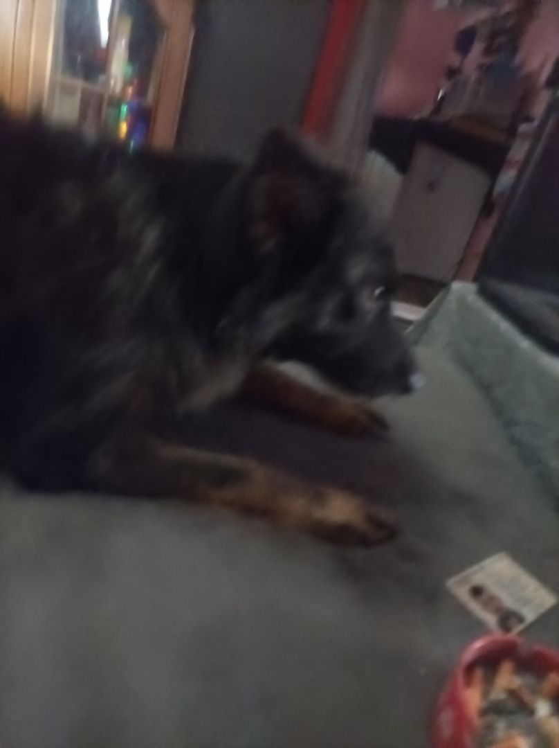 Hündin  zu verkaufen Hündin  zu verkaufen