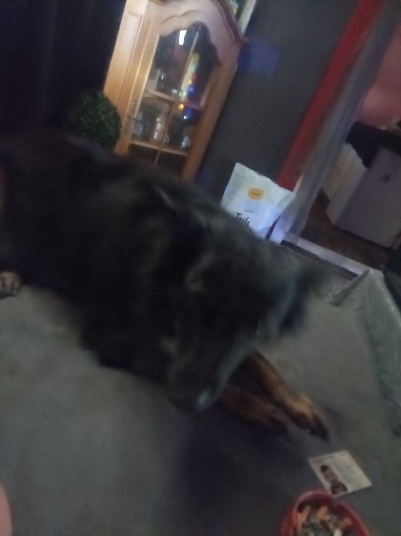 Hündin  zu verkaufen Hündin  zu verkaufen