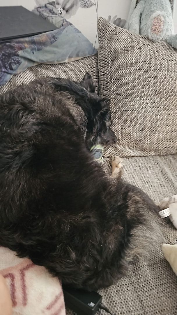 Hündin  zu verkaufen Hündin  zu verkaufen