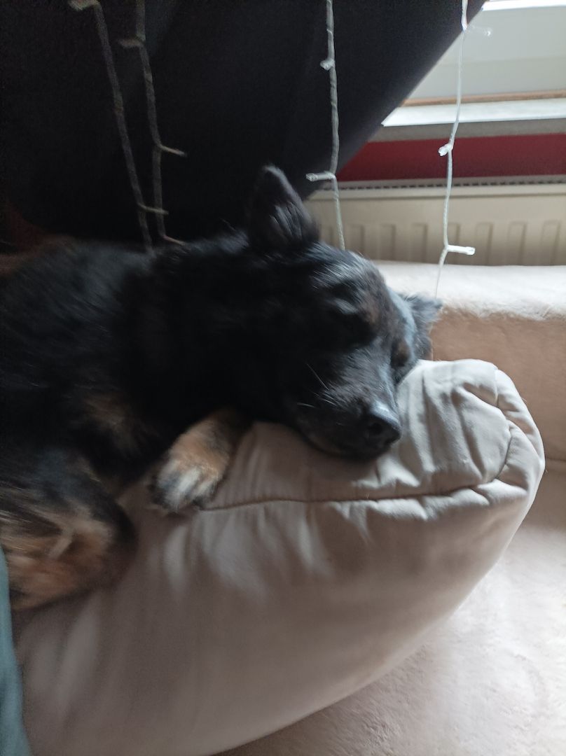 Hündin  zu verkaufen Hündin  zu verkaufen