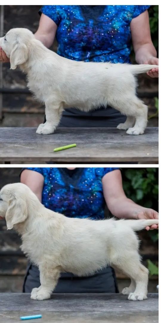 Wunderschöne Golden Retriever Welpen