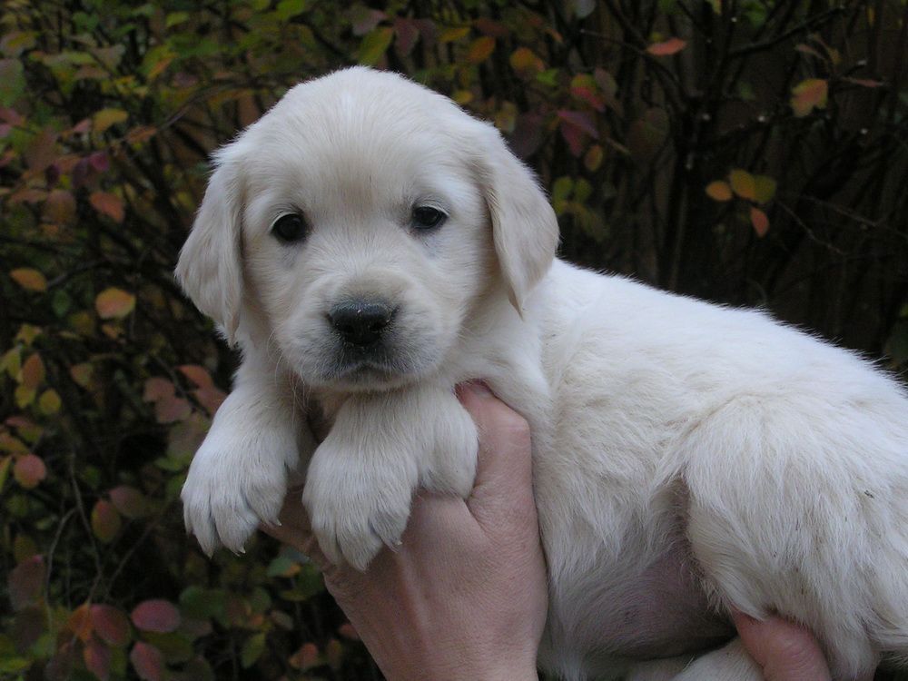 Wunderschöne Golden Retriever Welpen