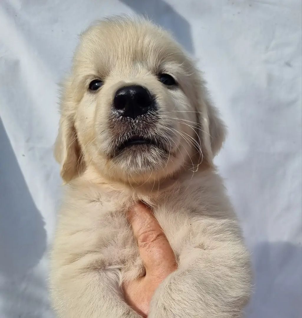 Wunderschöne Golden Retriever Welpen