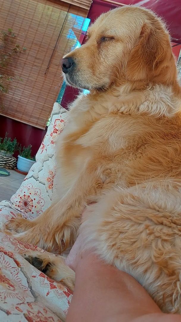 Wunderschöne Golden Retriever Welpen