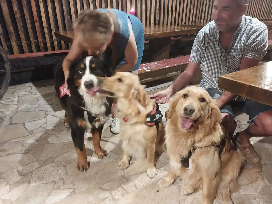 Wunderschöne Golden Retriever Welpen