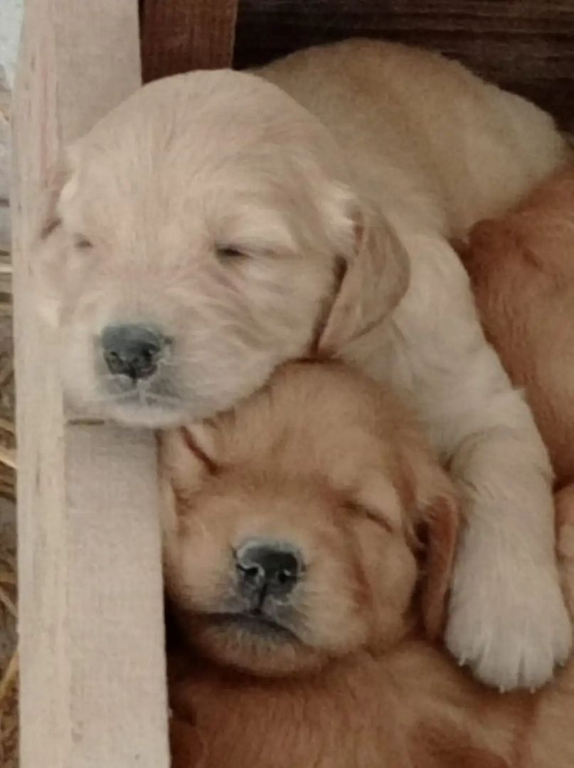 Wunderschöne Golden Retriever Welpen