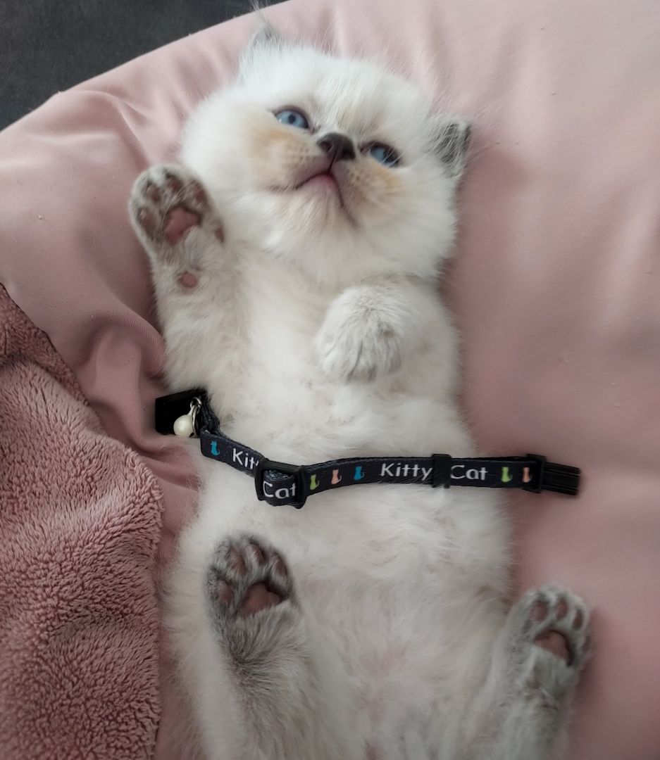 Katzen Kitten Katzen Kitten