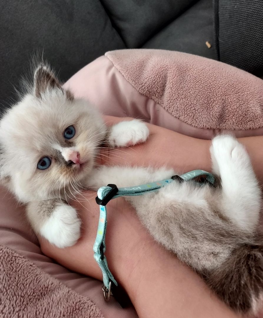 Katzen Kitten Katzen Kitten