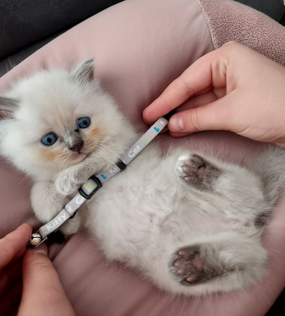 Katzen Kitten Katzen Kitten