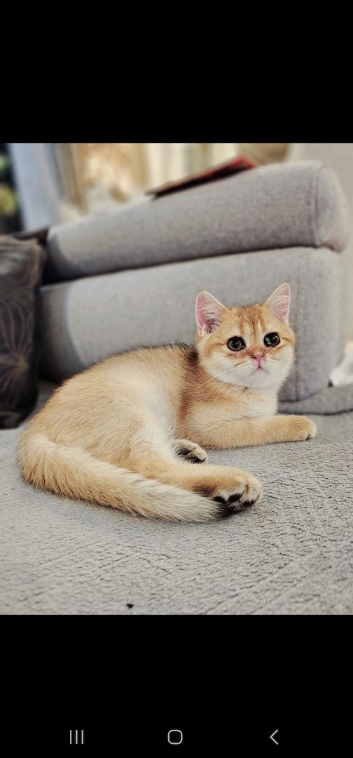 BKH kitten Mit Stammbaum BKH kitten Mit Stammbaum