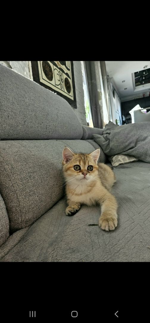 BKH kitten Mit Stammbaum BKH kitten Mit Stammbaum