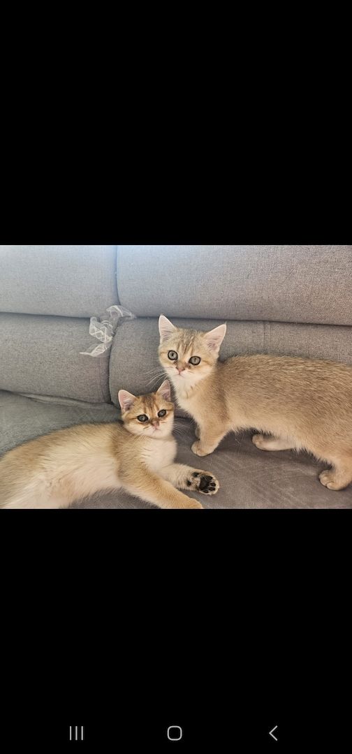 BKH kitten Mit Stammbaum BKH kitten Mit Stammbaum