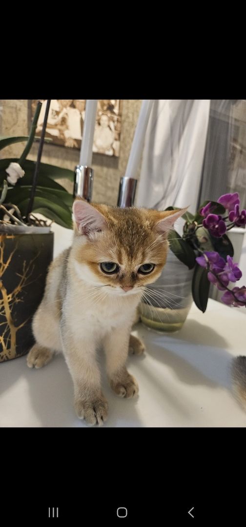 BKH kitten Mit Stammbaum BKH kitten Mit Stammbaum