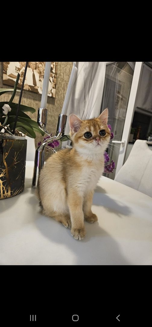 BKH kitten Mit Stammbaum BKH kitten Mit Stammbaum