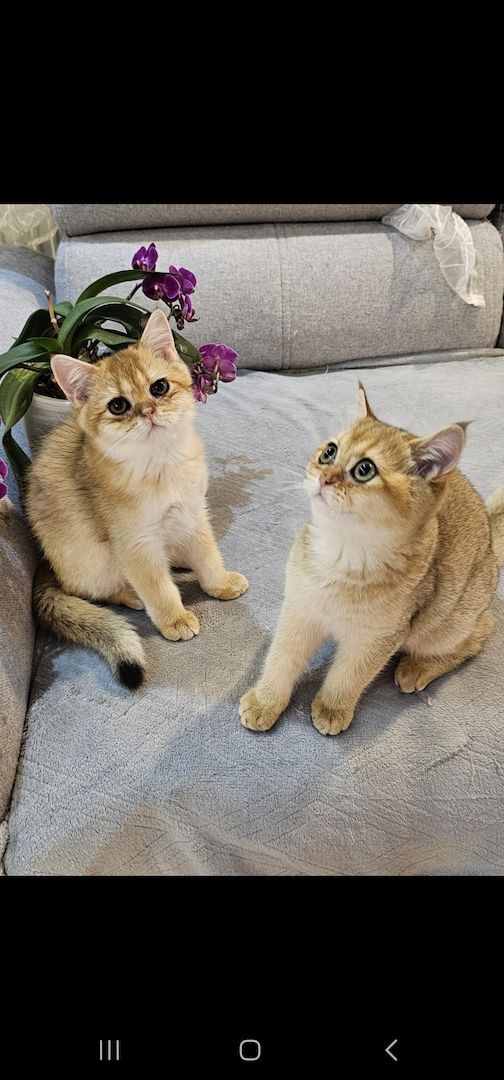 BKH kitten Mit Stammbaum BKH kitten Mit Stammbaum