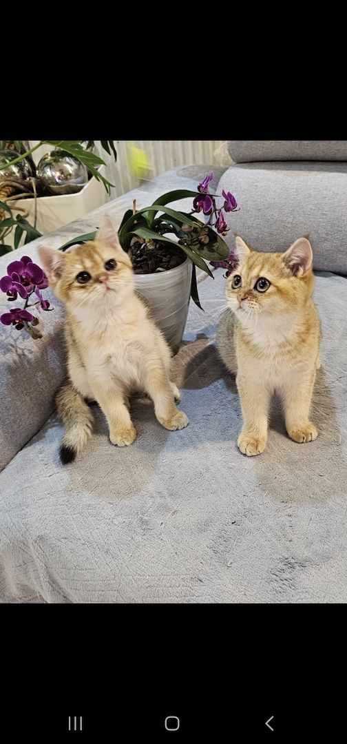 BKH kitten Mit Stammbaum BKH kitten Mit Stammbaum