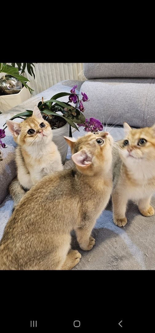 BKH kitten Mit Stammbaum BKH kitten Mit Stammbaum