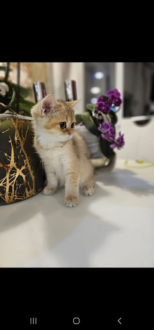 BKH kitten Mit Stammbaum BKH kitten Mit Stammbaum