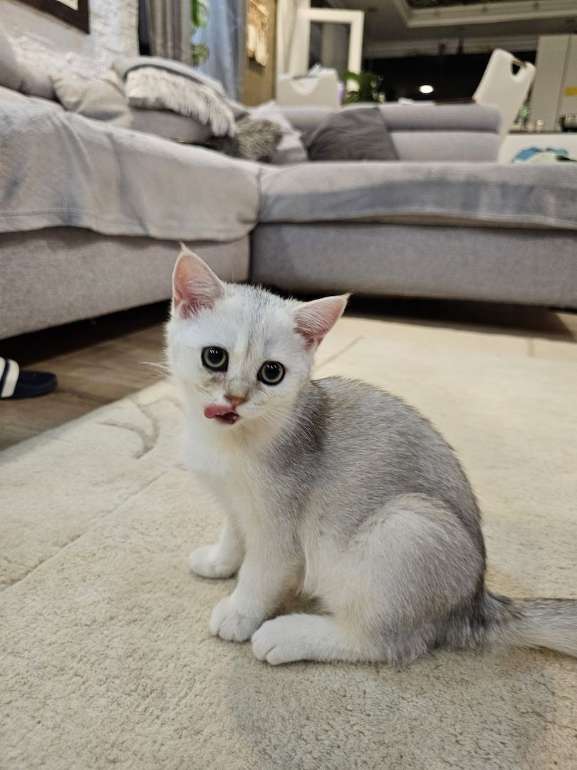 BKH kitten