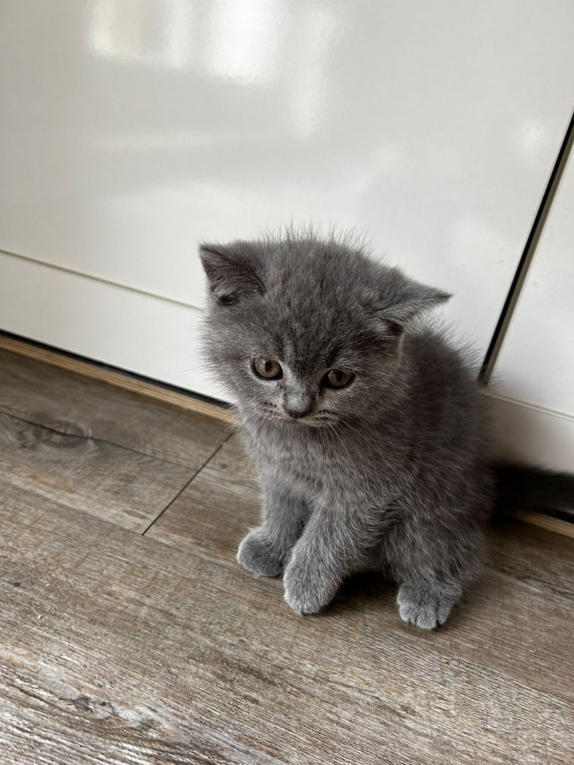 Britisch kurzhaar Kitten