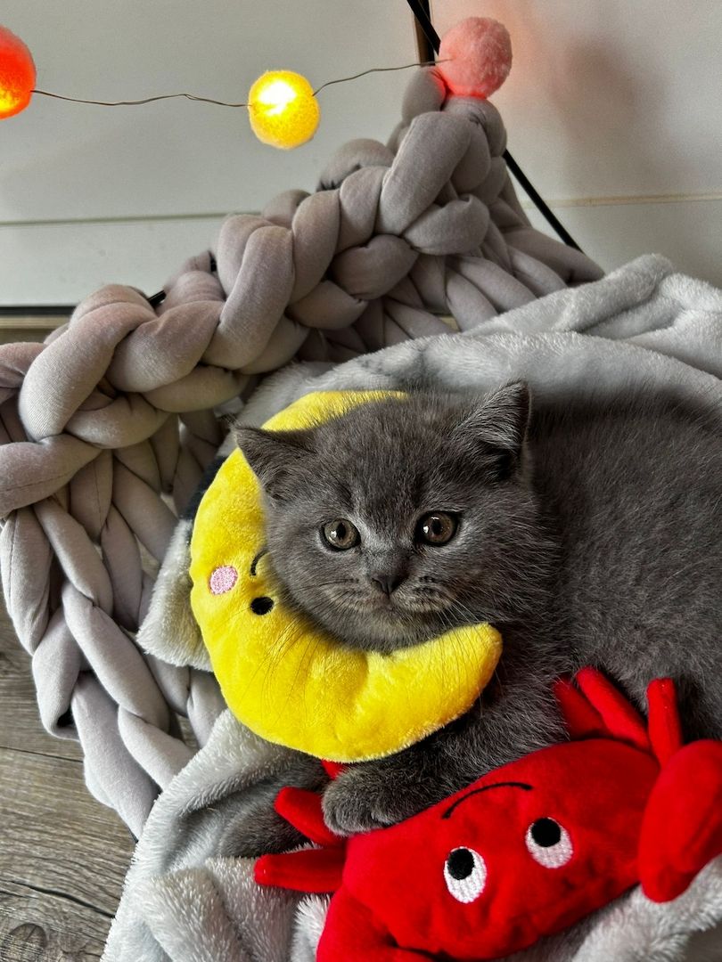 Britisch kurzhaar Kitten