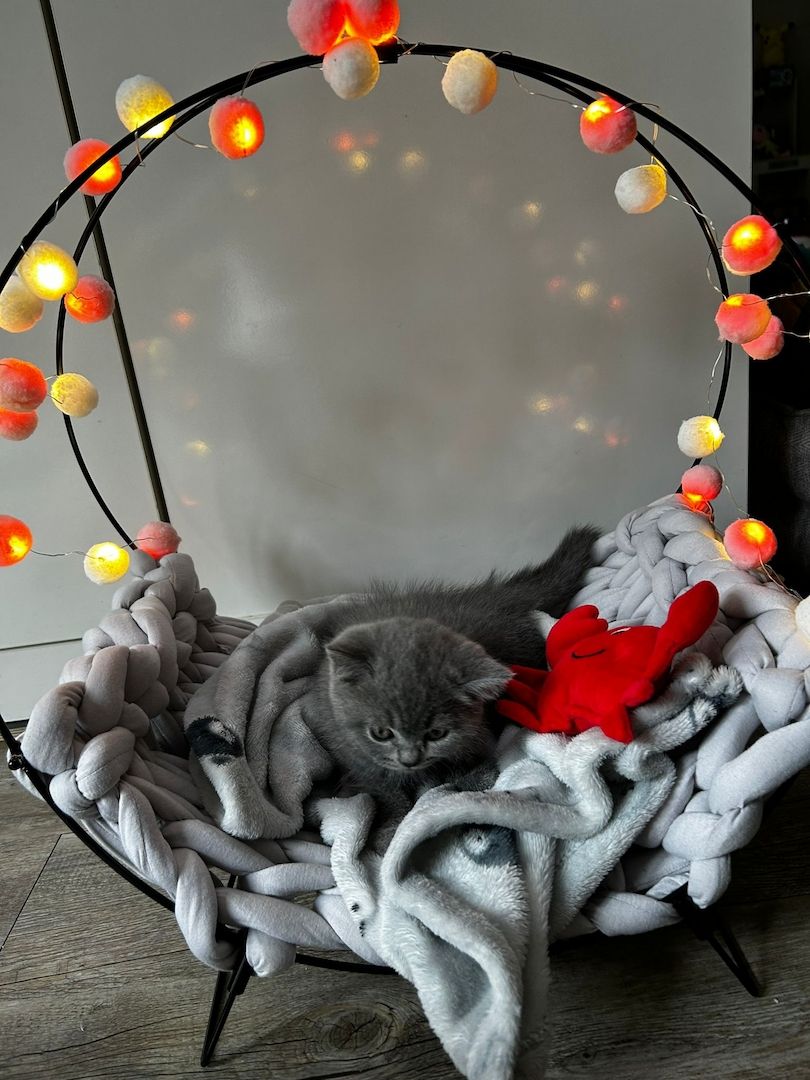 Britisch kurzhaar Kitten