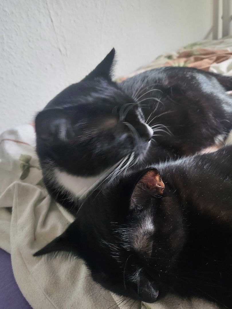 2 Junge Katzen dringend