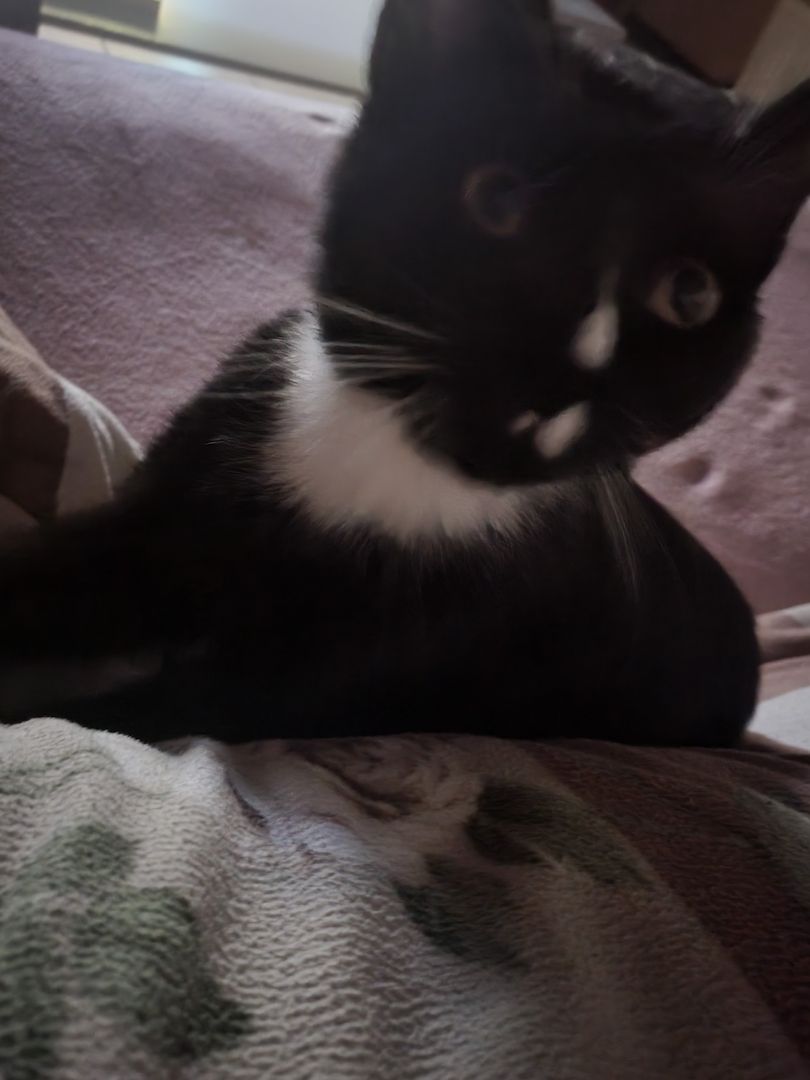 2 Junge Katzen dringend