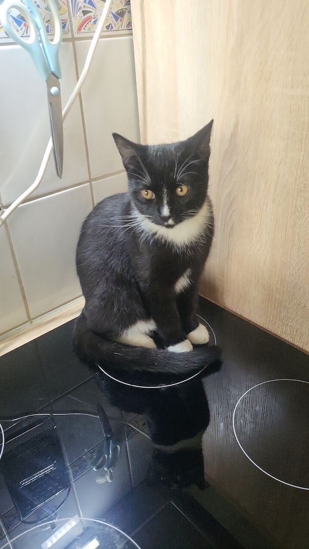 2 Junge Katzen dringend