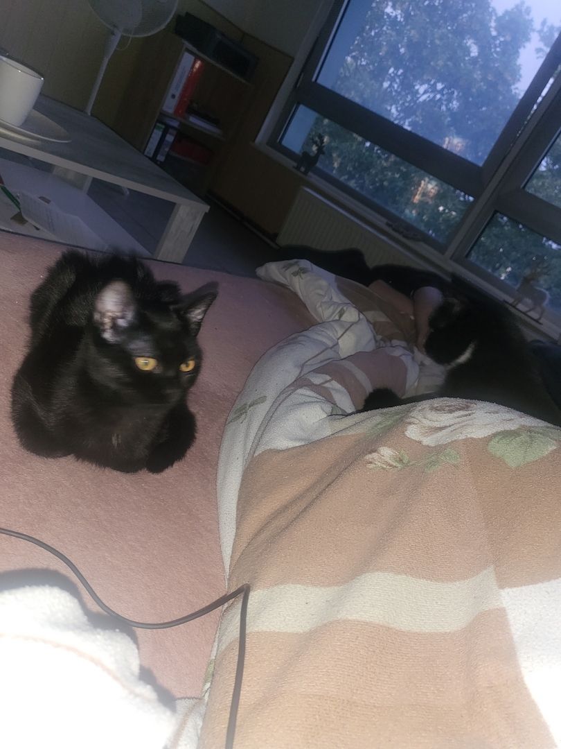 2 Junge Katzen dringend