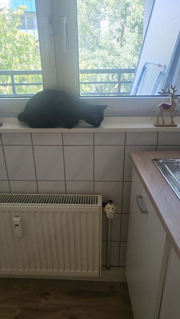 2 Junge Katzen dringend