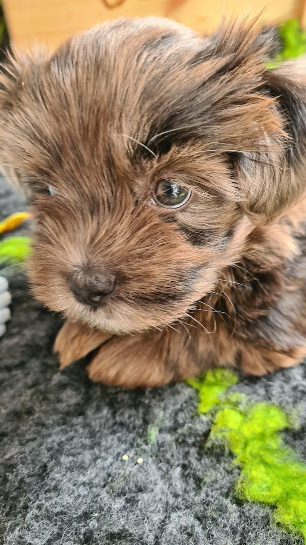 Bolonka Zwetna/ Havaneser