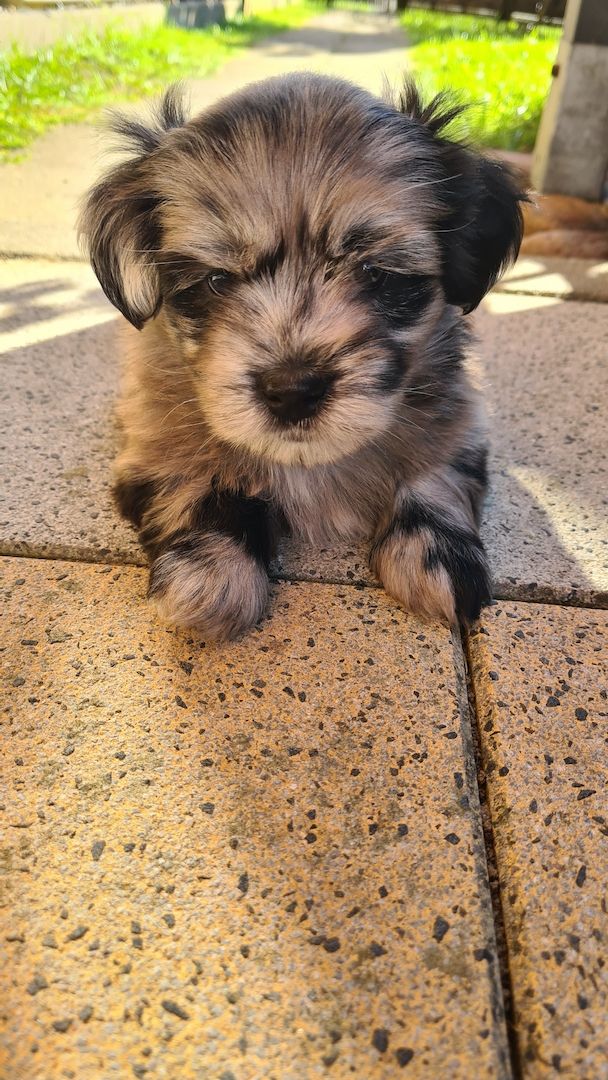 Bolonka Zwetna/ Havaneser