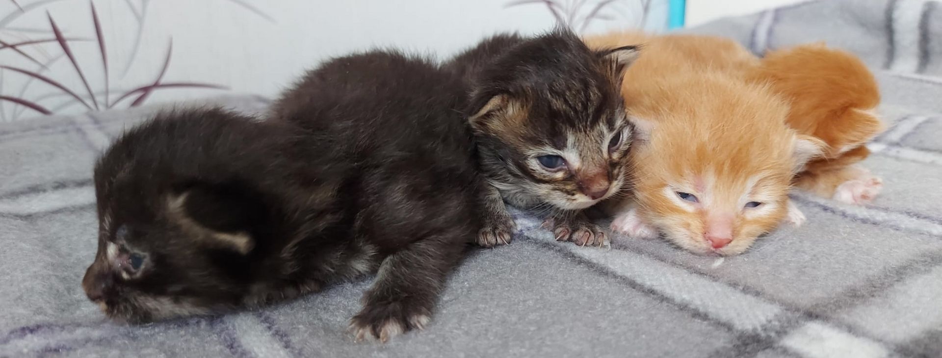 Maincoon kitten Maincoon kitten