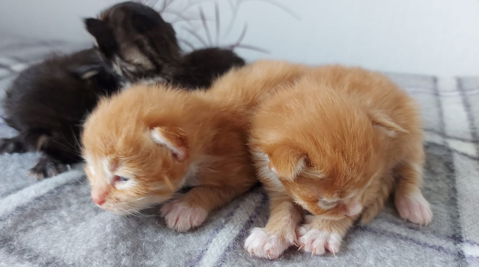 Maincoon kitten Maincoon kitten