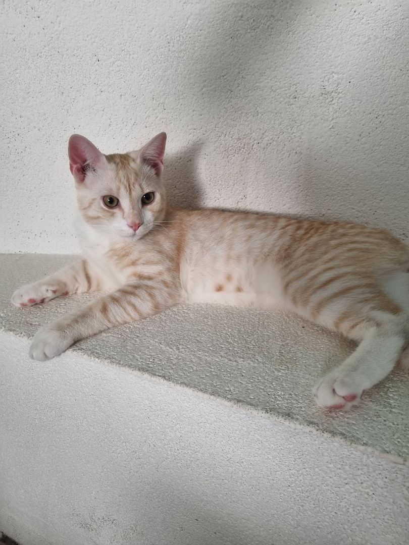 Britische Kurzhaar Mix