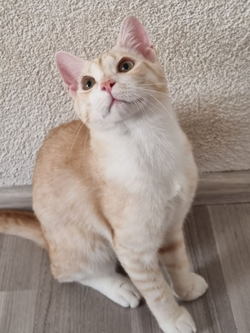 Britische Kurzhaar Mix