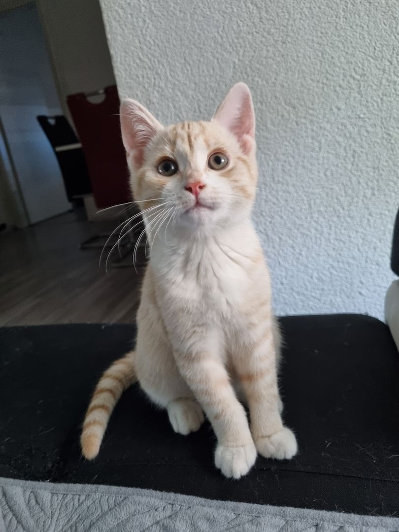 Britische Kurzhaar Mix