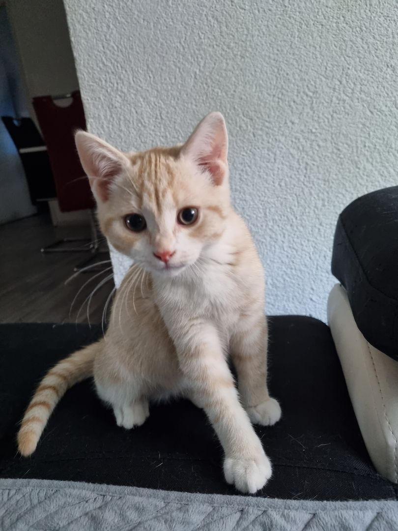 Britische Kurzhaar Mix