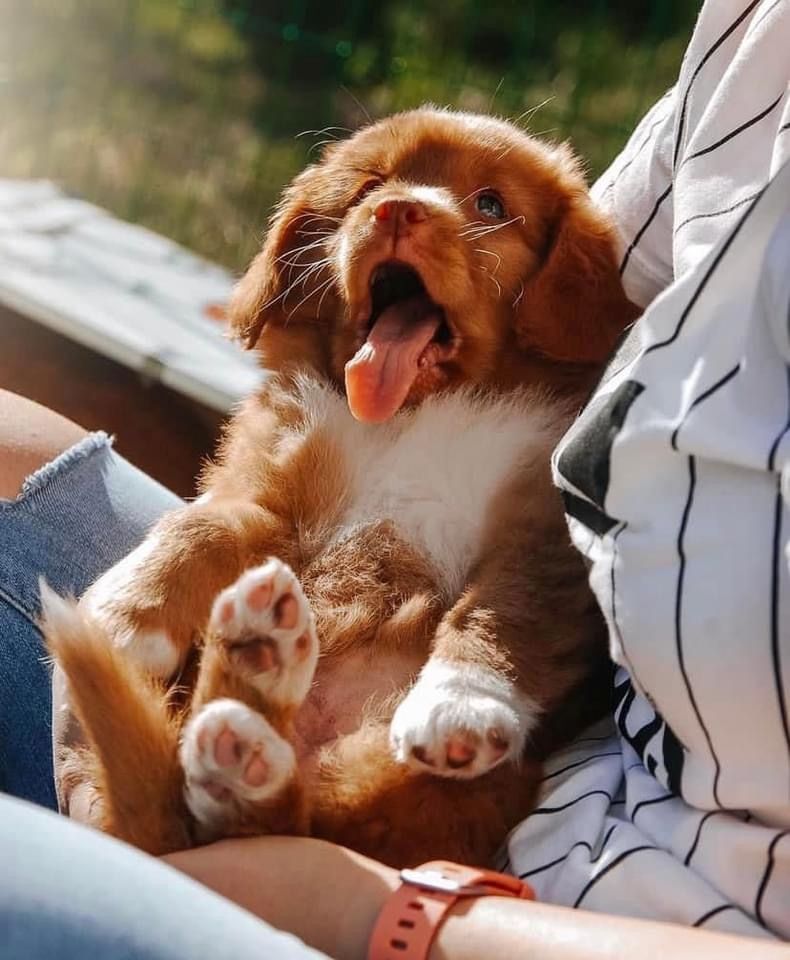 Nova Scotia Duck Tolling Retriever