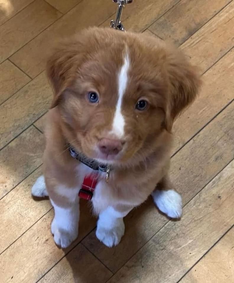 Nova Scotia Duck Tolling Retriever