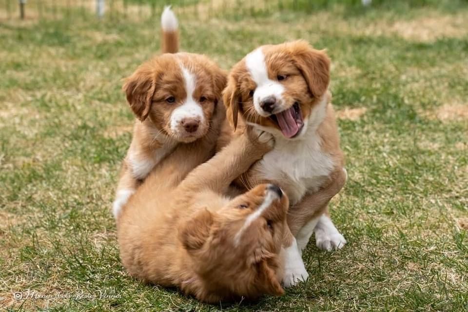 Nova Scotia Duck Tolling Retriever