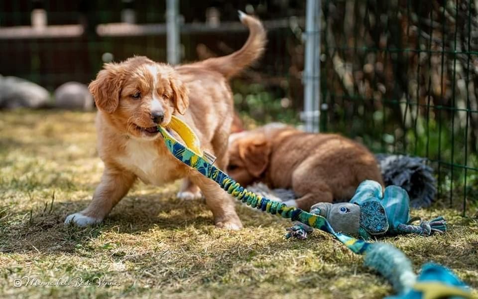 Nova Scotia Duck Tolling Retriever