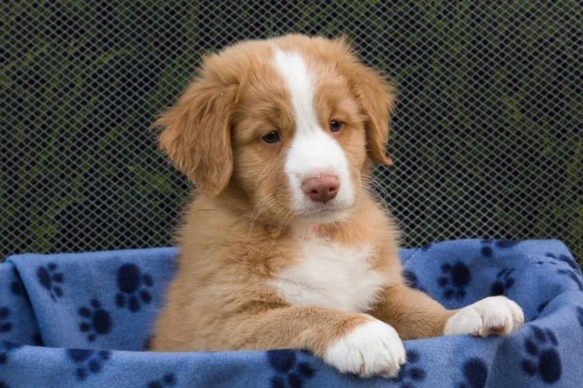 Nova Scotia Duck Tolling Retriever
