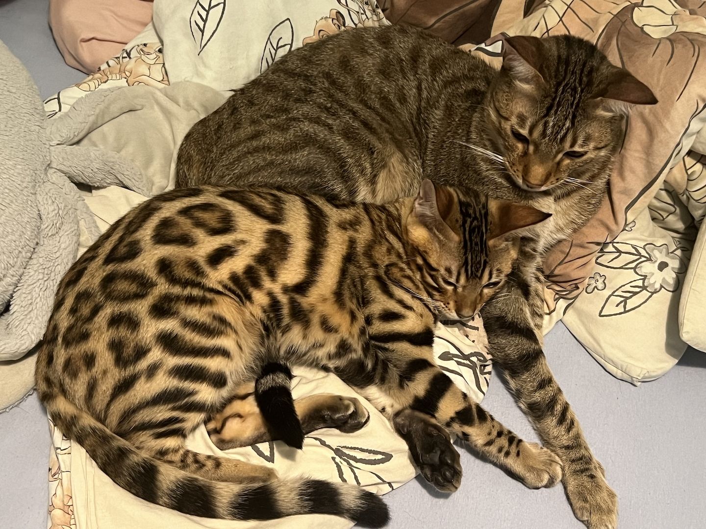 Babykater zu verkaufen