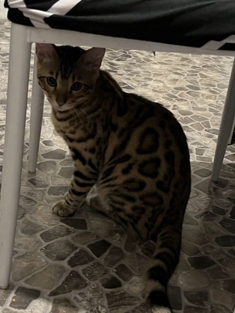 Babykater zu verkaufen