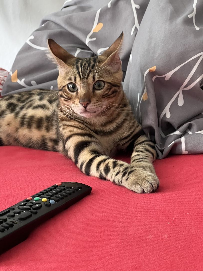 Babykater zu verkaufen