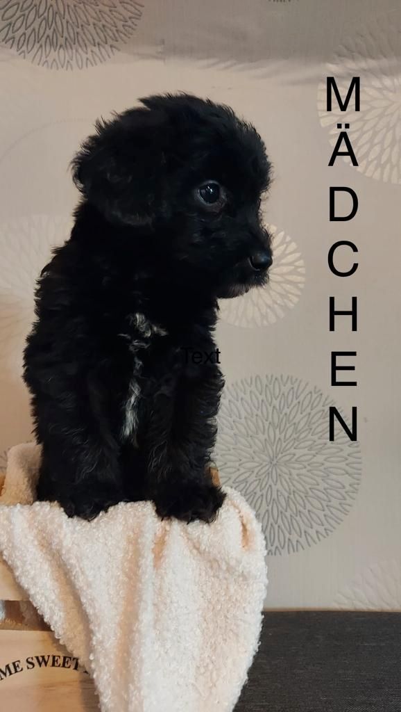 Bildschöne und Kinderliebe Schafpudel-Pudel Mix  -Shih-Tzu -Havaneser Mix Tzu Welpen Bildschöne und Kinderliebe Schafpudel-Pudel Mix  -Shih-Tzu -Havaneser Mix Tzu Welpen