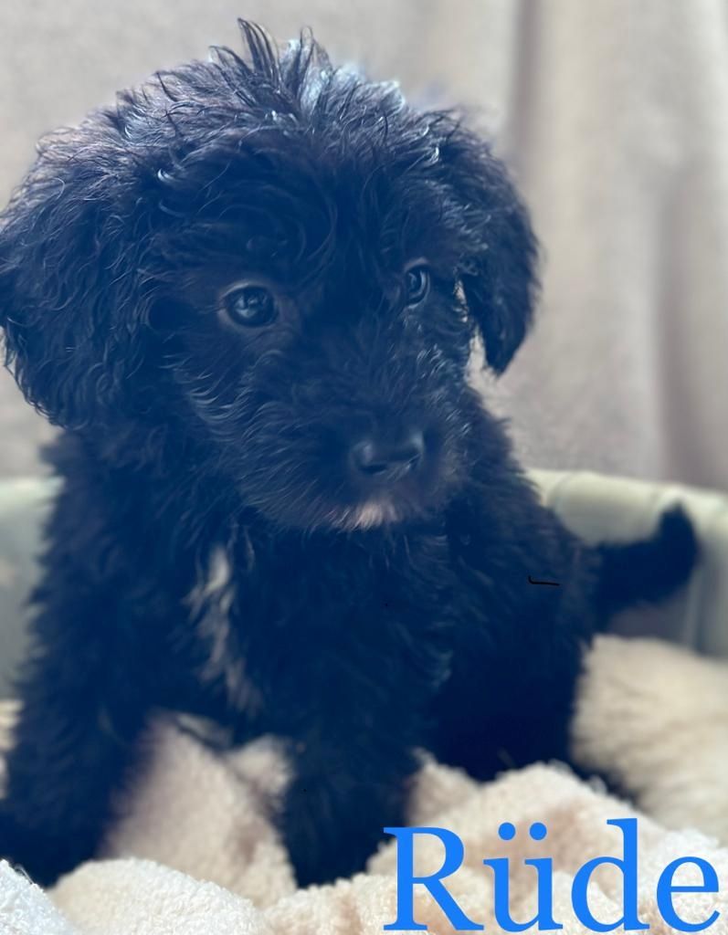 Bildschöne und Kinderliebe Schafpudel-Pudel Mix  -Shih-Tzu -Havaneser Mix Tzu Welpen Bildschöne und Kinderliebe Schafpudel-Pudel Mix  -Shih-Tzu -Havaneser Mix Tzu Welpen