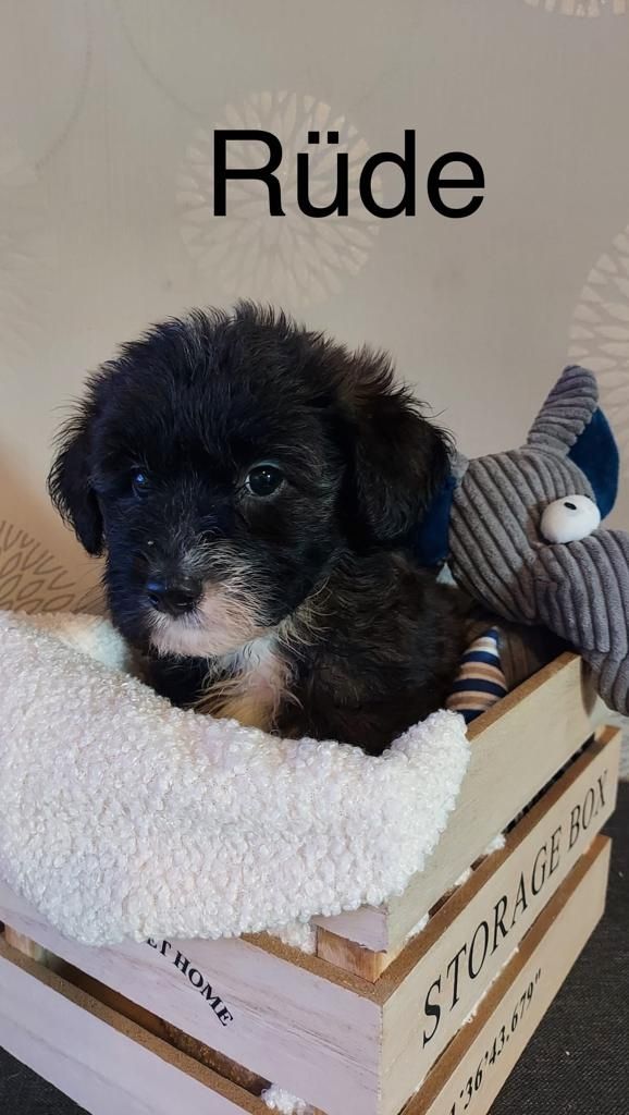 Bildschöne und Kinderliebe Schafpudel-Pudel Mix  -Shih-Tzu -Havaneser Mix Tzu Welpen Bildschöne und Kinderliebe Schafpudel-Pudel Mix  -Shih-Tzu -Havaneser Mix Tzu Welpen